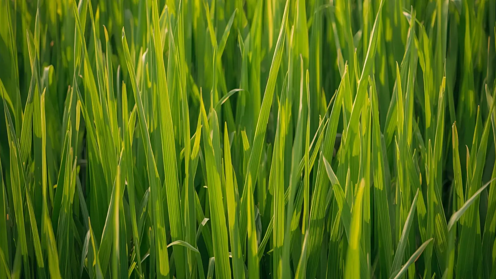 Grass Puns