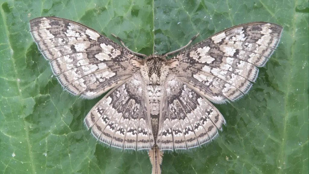  Moth Puns